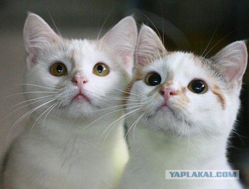 Котовторник 31.07.2012 г.