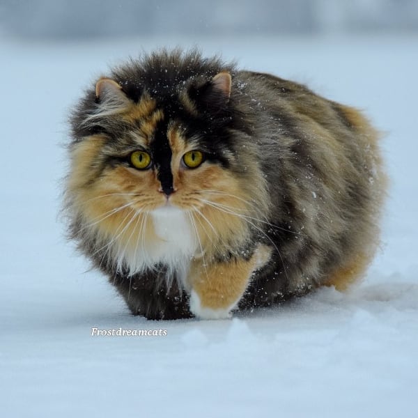 Прикольных котов пост