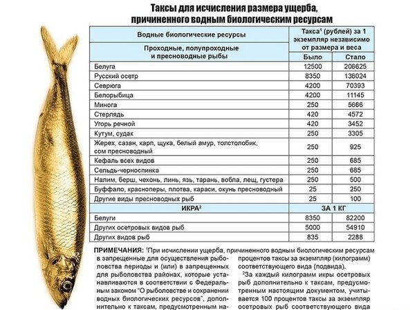 Нас лишили нормальной рыбалки и отдыха