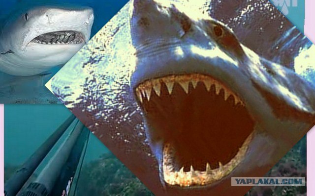 Подводная охота