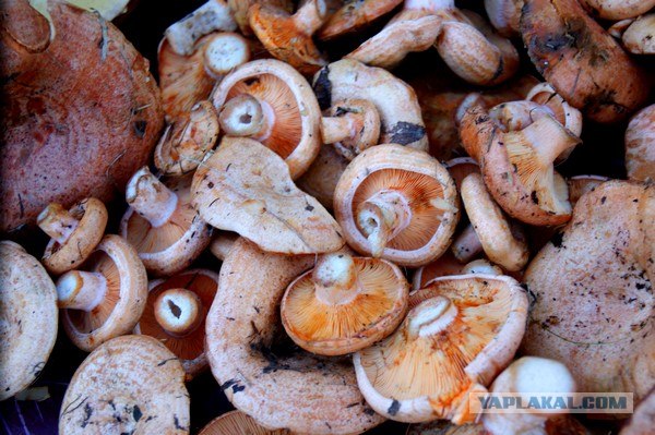 Осень в банках