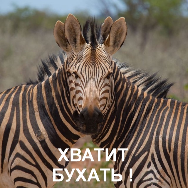 Не ходите дети в Африку гулять (с)