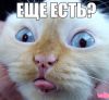 Эти милые животные