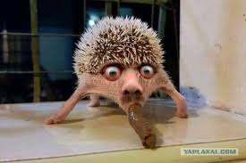 blackлесбиянка и пресс-секретарь Белого дома Карин Жан-Пьер - провела последний брифинг