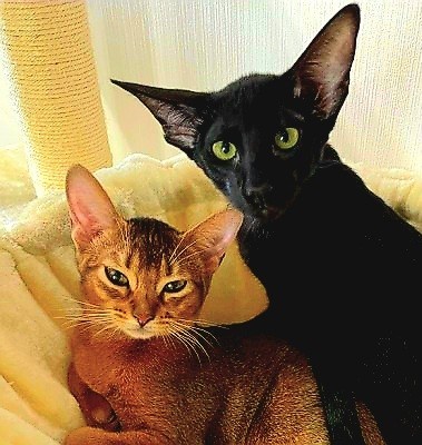 Мои рисунки кошечек