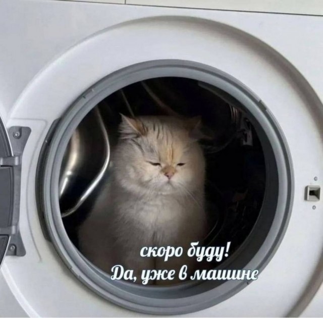 К котовторнику: подборка картинок-баянов с котиками и про котиков. Выпуск 16.