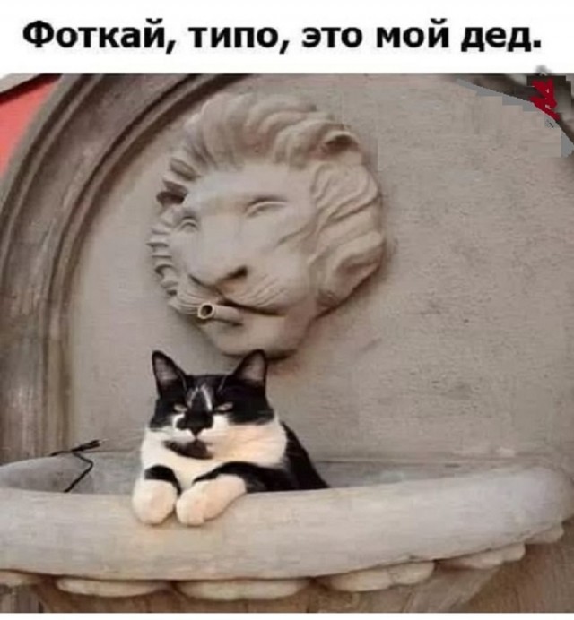 К котовторнику: подборка картинок-баянов с котиками и про котиков. Выпуск 27.