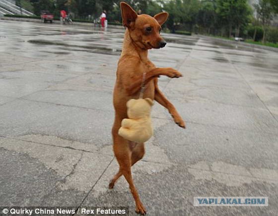 Смешная походка