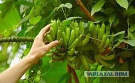Кому юки отсыпать?