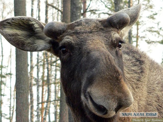 Котлетосы из лося