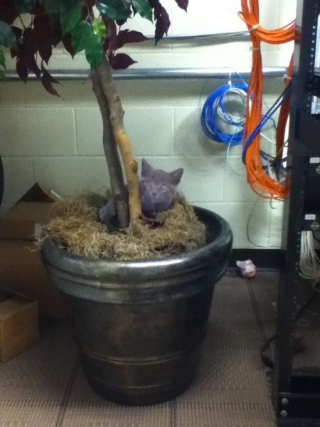 Котята! Охуенные! Охуенные! Котята!