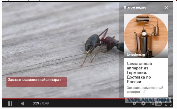 Как муравей пьет самогон