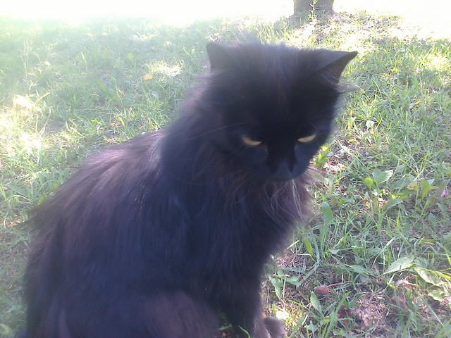 Котовторник 13.10.2015