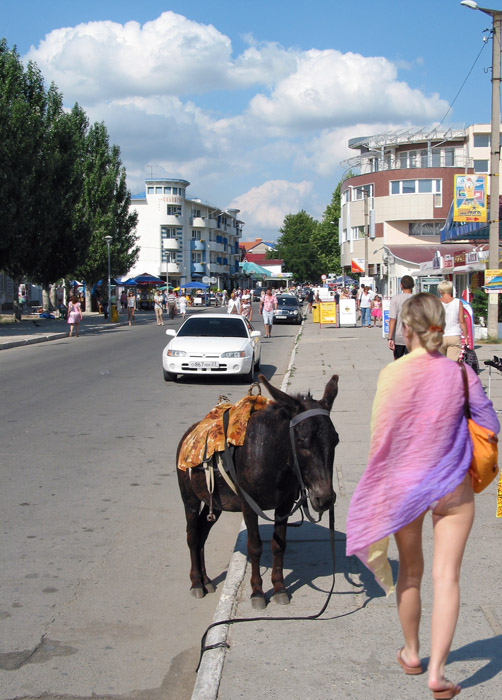 Все о КОНЯХ, ЛОШАДЯХ, ОСЛАХ