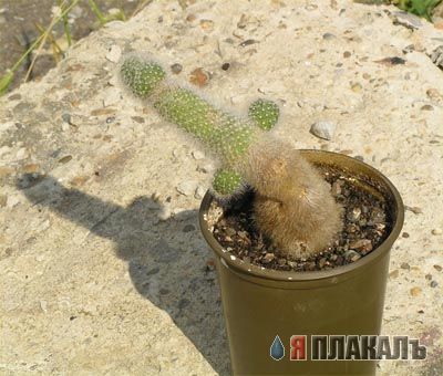 Эта сексуальная природа. РАСТЕНИЯ, ПЕЙЗАЖИ