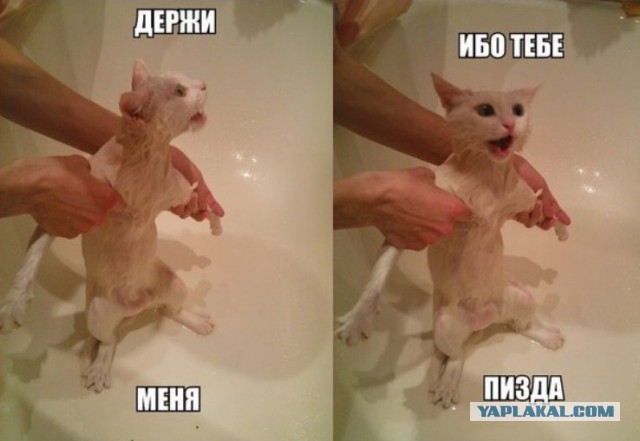 Весёлые картинки