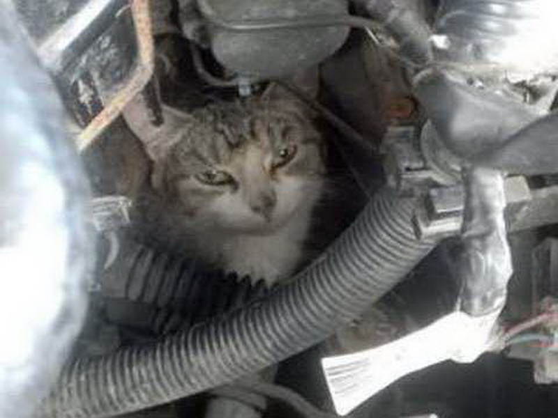 Кот механик картинки