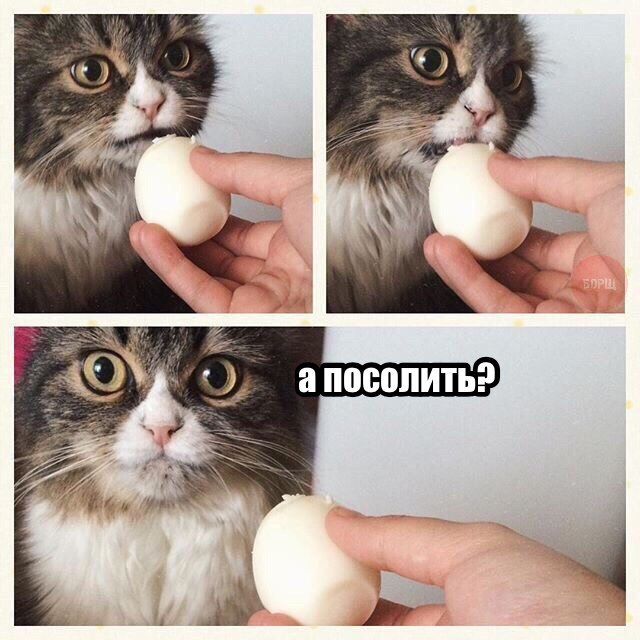 Коты и Кошки