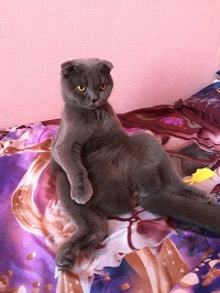Котовторник 27.02.2018 наступил!