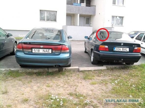 Найдите кота.