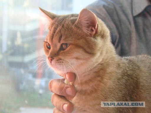 Котовторник 20.12.2011