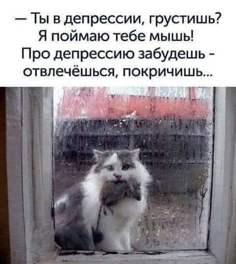 Разные картинки во вторник. С котами