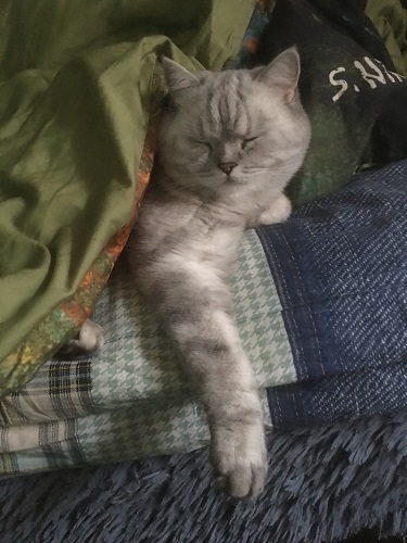 Котовторнику быть!