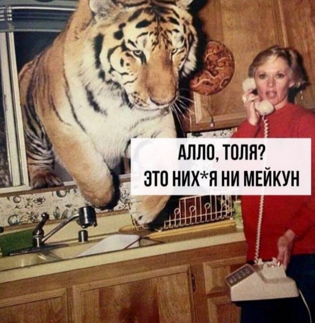 Небольшая подборка мейн-кунов к котовторнику
