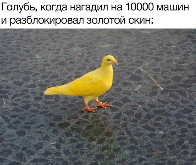 Веселые картинки в маленькую пятницу (13.08)