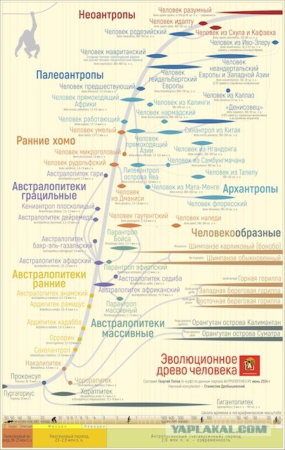 Куда делись неизвестные сейчас виды человека?