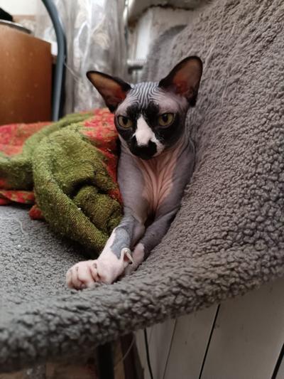 К котовторнику делюсь