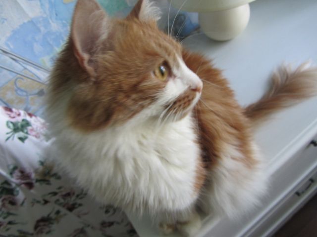 Котовторник   17.12.2013