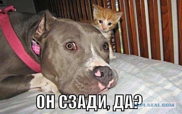 Тема для юмора
