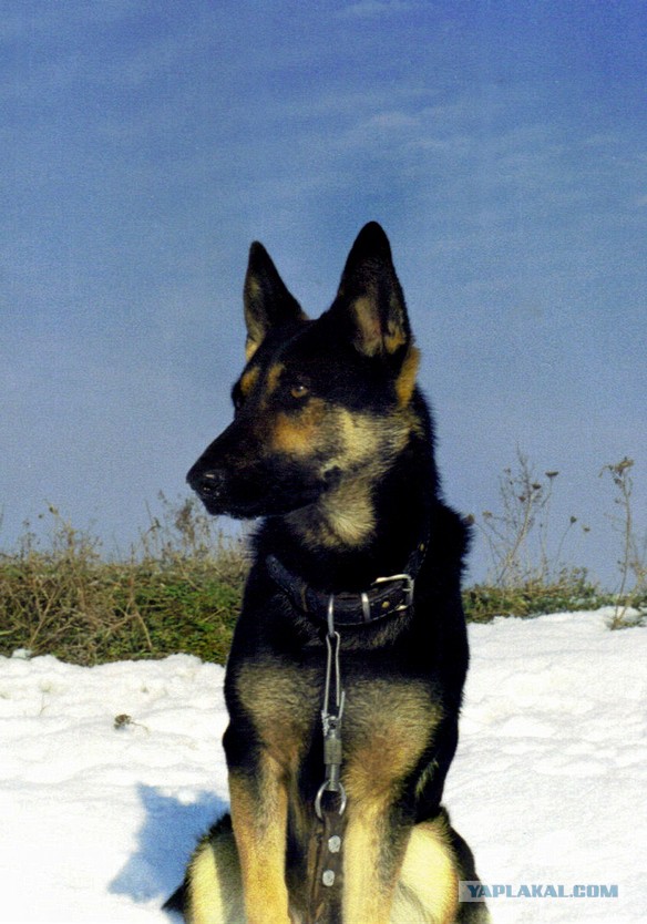 Мой малый друг Мухтар