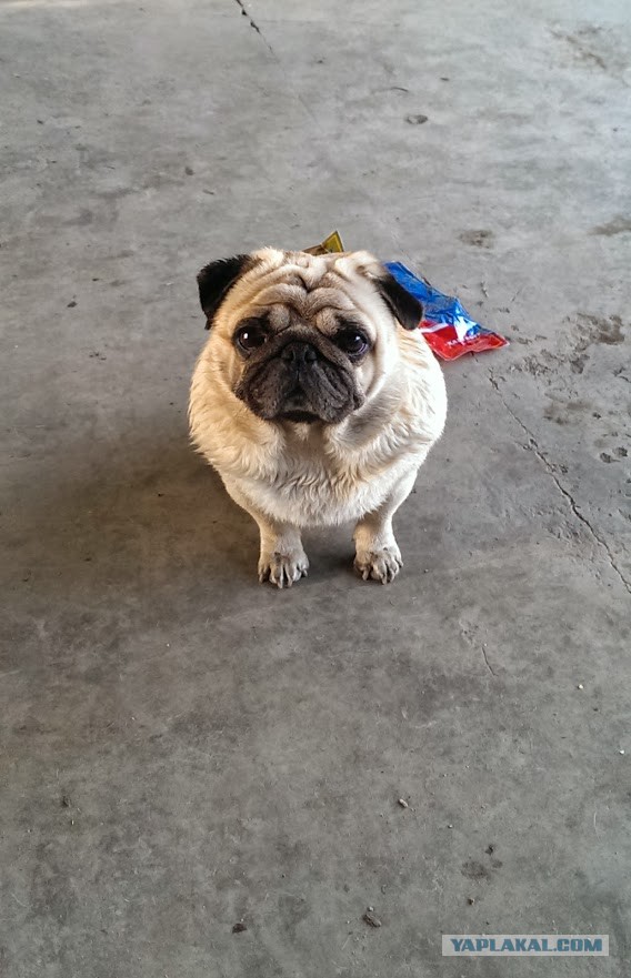 Все собаки попадают в рай!