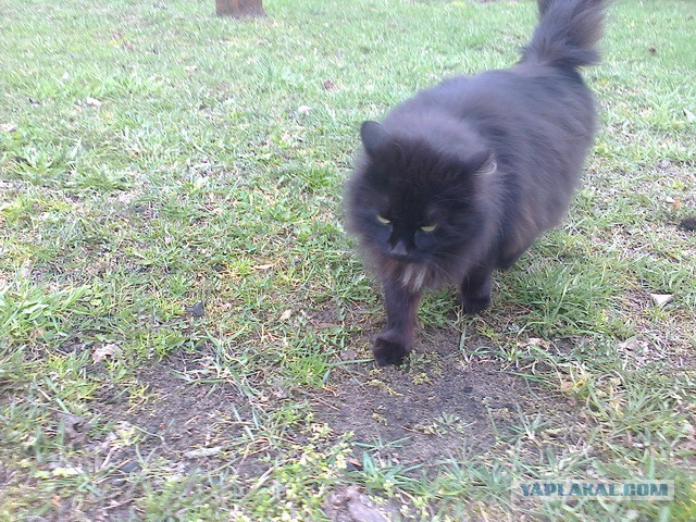Котовторник 28.10.2014