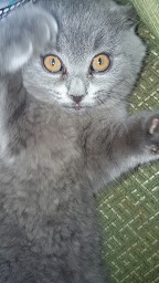 Котовторник 28.04.2015