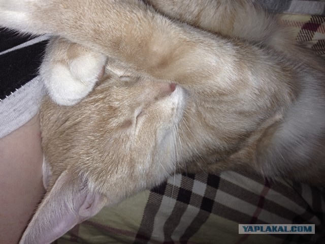 Котовторник   02.06.2015