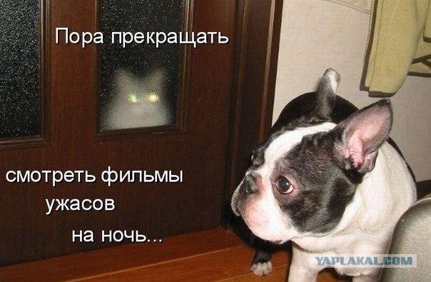 Прикольные коты