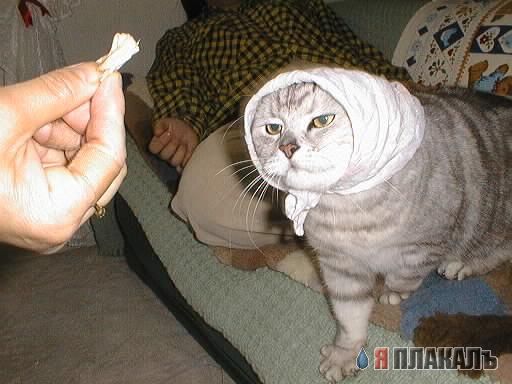 Коты, кошки, котята