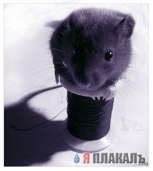 ГРЫЗУНЫ. Мыши, крысы, хомячки и т.д.