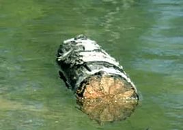 Бревно в воде. По реке плывет бревно. Бревно в воде. Древесина в воде. Что такое топляк в воде.