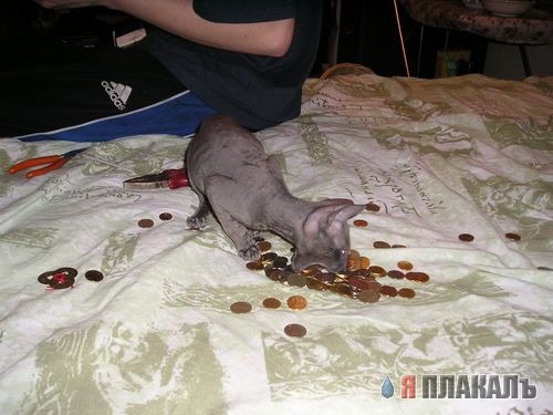 Кошки и Собаки - большая подборка