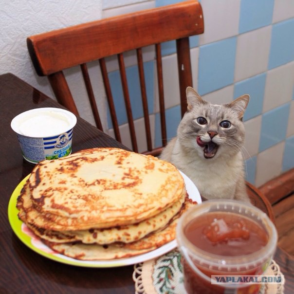 Котонадзор
