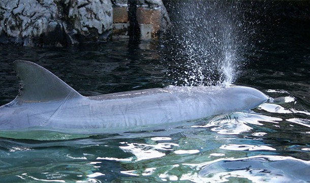 Чего мы не знали о дельфинах и их невероятных способностях