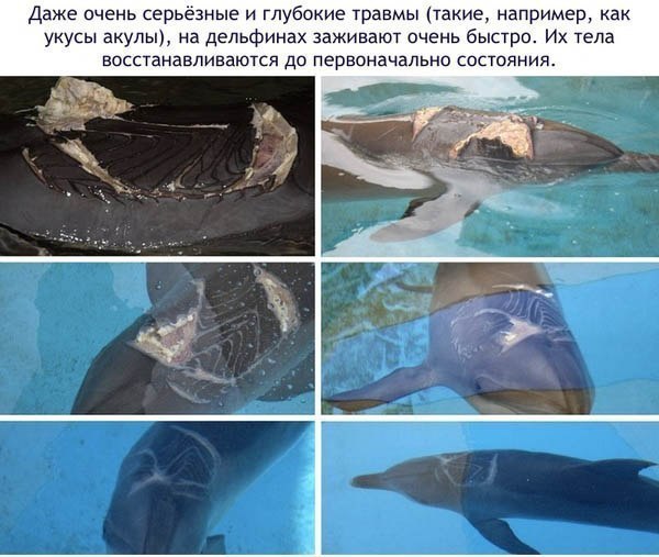 Божьи твари