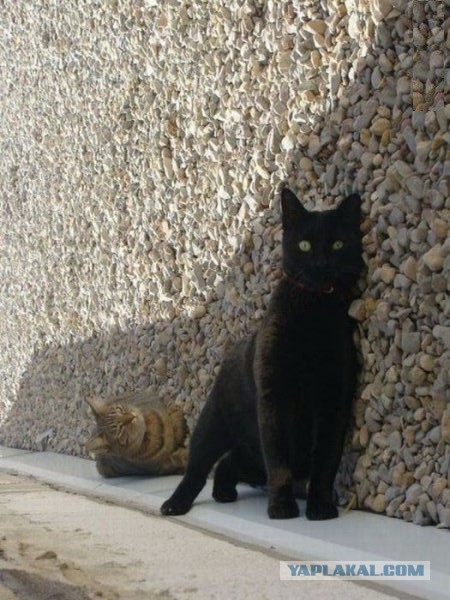 Для поднятия настроения - 7