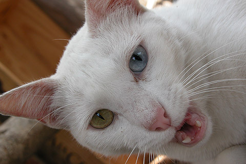 Котовторник на ЯПе (29.01)