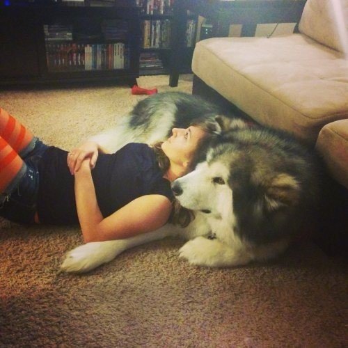 Самые смешные животные