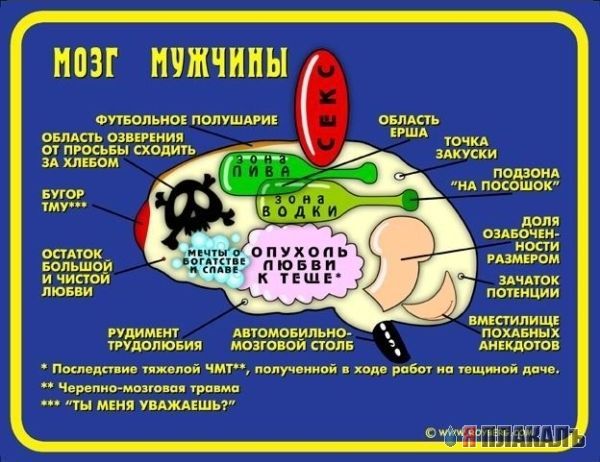 Устройство мозга мужчины